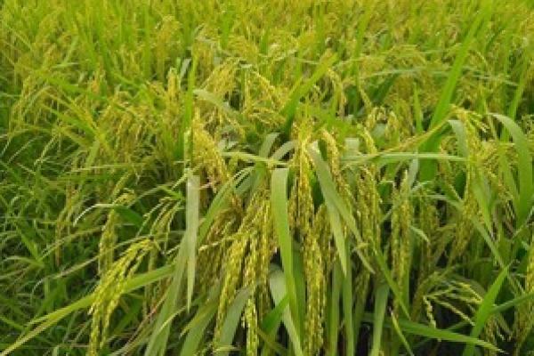 Secara teknologi, varietas yang dikeluarkan Kementan ini menunjukkan telah siap menggenjot produksi padi.