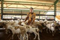 Menteri Amran Ekspor 2.100 Domba ke Malaysia