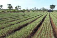 Menengok Sistem Klaster Kawasan Hortikultura dari Pelosok Maluku
