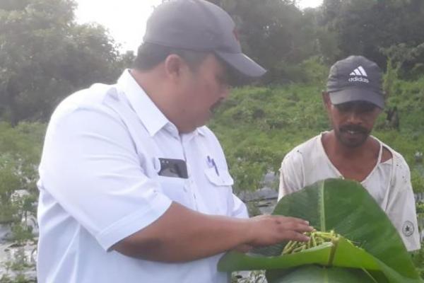 Labenne yang merupakan petani sukses mengatakan dari penanaman 6.000 batang cabai rawit varietas Dewata 43 mampu menghasilkan pendapatan bersih 120 juta setahun.