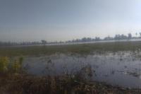 2.861 Hektare Lahan Terendam Banjir di Soppeng, Sulsel