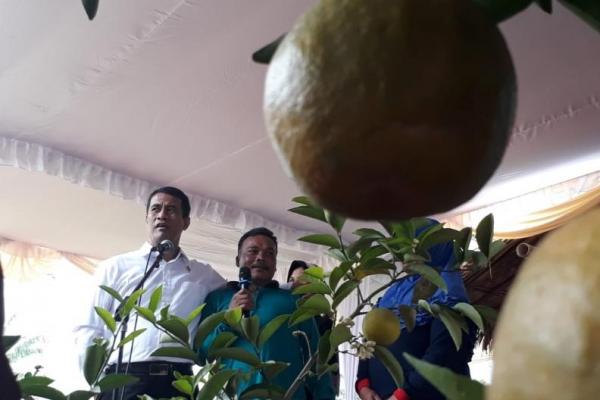 Amran Sulaiman mengatakan, upaya itu sudah dilakukan sejak tahun ini, yakni dengan membagikan satu juta batang jeruk unggul