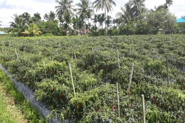 Untuk cabai dan sayuran daun, yang dulunya masih didatangkan dari luar Papua Barat, saat ini telah mampu dipasok dari petani lokal.