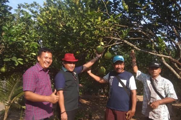 Dengan keuletannya dalam menekuni tani Jeruk Pamelo Madu sebanyak 200 pohon dalam satu tahun satu pohon Jeruk Pamelo Madu miliknya dapat penghasilan sejumlah 5 Juta Rupiah.