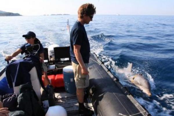 Lumba-lumba, yang dikenal sebagai Mark 7 Marine Mammal Systems, adalah bagian dari program US Navy Marine Mammal yang berbasis di Naval Base Loma, California. 