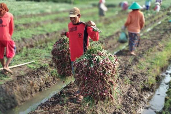 Ketua Petani Champion Bawang Merah Indonesia, Juwari menyarankan para pedagang besar agar mau membeli bawang merah secara langsung dari petani lokal.