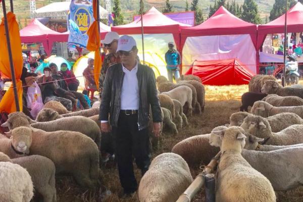 Domba Batur memiliki potensi untuk ditingkatkan populasinya karena memiliki nilai ekonomis yang tinggi dari daging dan woolnya.