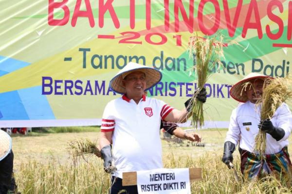 Hasil rekayasa genetika Badan Tenaga Nuklir Nasional (Batan) itu digadang-gadang sebagai varietas padi yang layak dikembangkan di Indonesia.