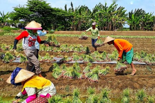 Survei BPS) terkait pertumbuhan ekonomi Triwulan II Tahun 2018 yang menyatakan kontribusi pertanian pada laju partumbuhan PDB mencapai 13,63 persen.