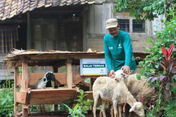 Badan Amil Zakat Nasional (Baznas) mendorong kemerdekaan peternak-peternak Indonesia, terutama di kawasan pedesaan untuk bisa mencapai kesejahteraan dengan menginisiasi program