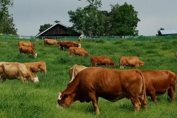 Dari data tren penurunan angka impor daging sapi nasional, setidaknya sejak 2016