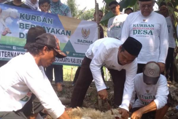 Badan Amil Zakat Nasional (Baznas) menyelenggarakan pemotongan hewan kurban di 120 desa di 24 provinsi se-Indonesia, Rabu (22/08), yang diberikan kepada para mustahik di desa-desa binaan Baznas selama ini.