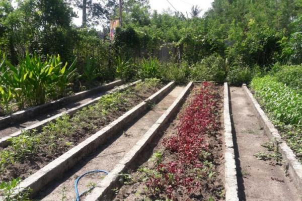 Dalam upayan menggenjot peningkatan produksi komoditas yang memiliki daya saing yang tinggi, pada Tahun Anggaran 2018, Direktorat Jenderal Hortikultura Kementan mengembangkan 250 desa organik dari dana APBN