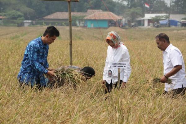 Panen padi varietas Inpari 32 yang merupakan jenis Inbrida padi sawah irigasi tersebut mencapai hingga 10 ton per hektare.