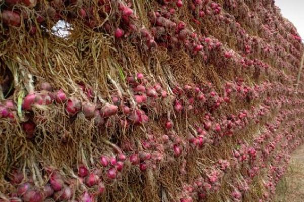 Varietas bawang merah yang banyak dikembangkan di Kulonprogo yaitu Tajuk dan Varietas Lokal Srikayang yang telah terdaftar di Kementerian Pertanian.