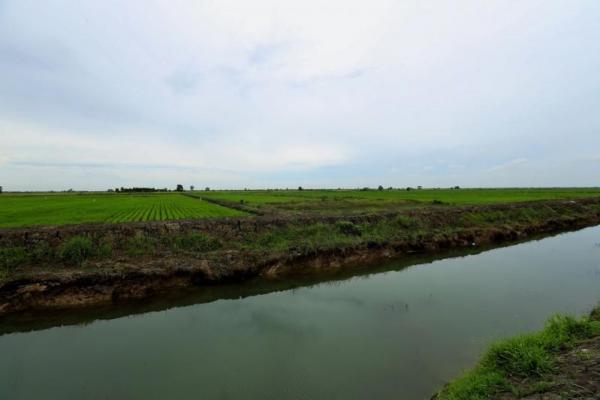 Lahan rawa di Indonesia merupakan raksasa tidur yang akan menjamin ketersediaan pangan di masa depan Indonesia.