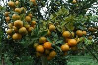 Petani Sumatera Sambut Baik Pengembangan Jeruk Tanpa Biji 