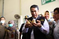 Menteri Amran Ekspor Bibit Ayam Petelur ke Timor Leste