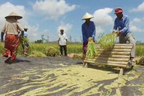 Produktivitas padi bahkan mencapai 6,5 juta ton per hektar.