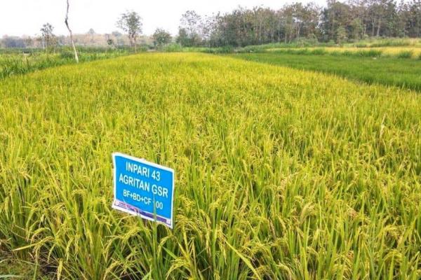 Kementan telah menghasilkan varietas unggul baru (VUB) padi biofortifikasi Inpari IR Nutri Zinc sebagai salah satu sumber pangan dengan kandungan gizi zinc 6 persen lebih tinggi daripada varietas padi Ciherang.