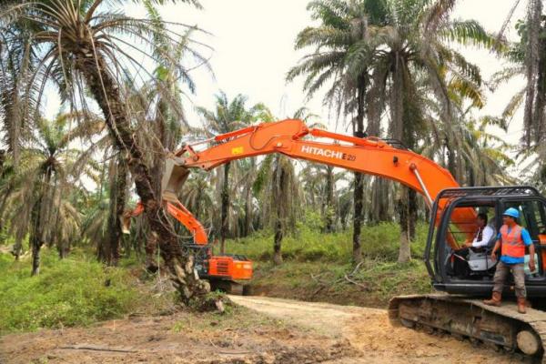 Dana peremajaan kelapa sawit di Jambi sampai saat ini sudah berhasil mencairkan dana peremajaan untuk lahan seluas total 889,7 ribu hektare dengan total dana Rp22,2 milyar.