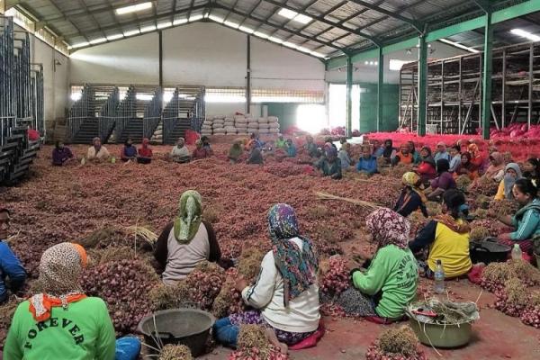 Harga bawang di Pasar retail berkisar antara Rp 20.000-Rp 40.000 dengan kecenderungan harga bawang merah turun 2 hingga 19 persen