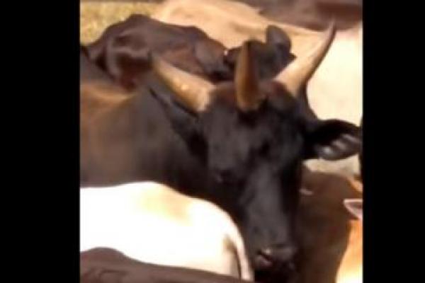 Pihak peneliti Brazil masih melakukan penyelidikan terkait keanehan yang terjadi pada sapi tersebut.