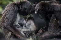 Kebun Binatang Kolombia Rayakan Kelahiran Monyet Laba-laba