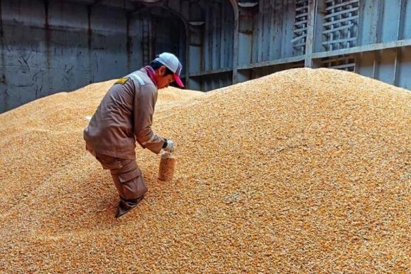 Harga jagung di tingkat petani sudah stabil Rp 5.050 per kg sehingga tidak lagi menyebabkan harga pakan mahal.