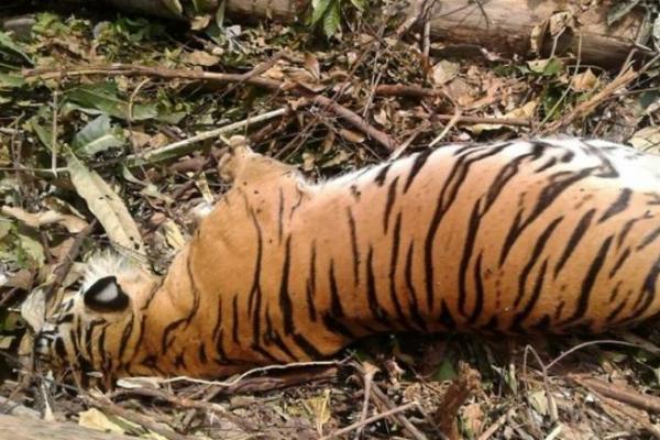 Harimau tersebut tewas setelah terjebak di perangkap pemburu. 