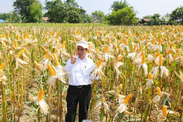 Amran sudah merasa bahwa saat ini produksi jagung nasional telah surplus.