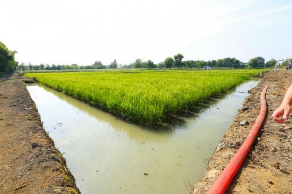 Potensi lahan rawa di Indonesia cukup besar baik melalui peningkatan produktivitasnya maupun indeks pertanaman (IP).