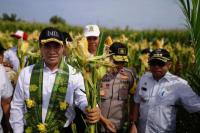 Kementan Fokus Replanting Sawit dan Jagung Sulawesi Barat