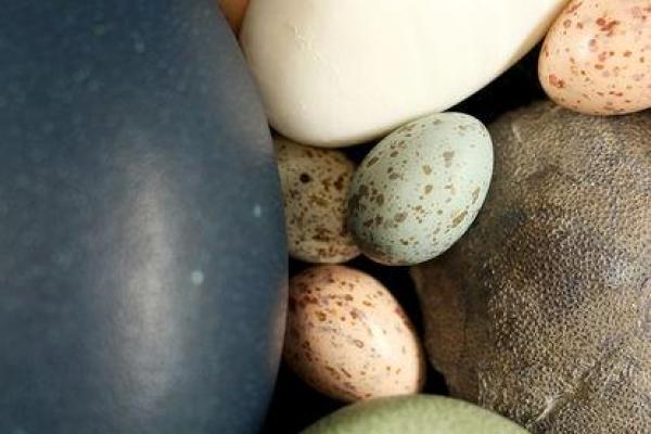 Sebuah hasil penelitian yang diterbitkan Jurnal Nature menyebutkan bahwa spektrum warna yang terlihat pada telur burung saat ini kemungkinan berevolusi dari dinosaurus.