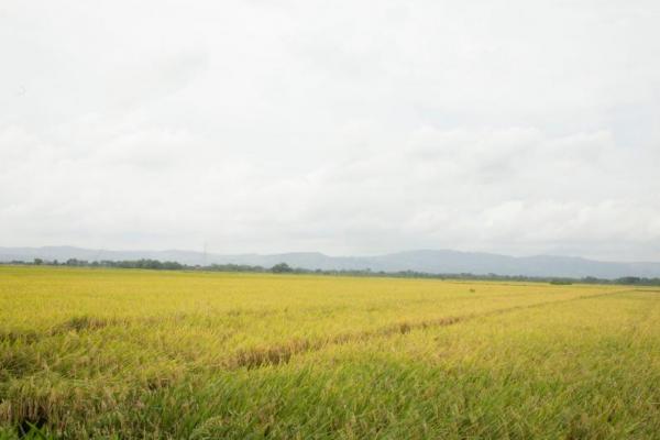 Surplus 2,8 juta ton, merupakan hasil nyata penyediaan pasokan beras