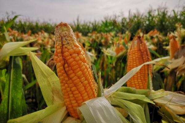 Sudan untuk sementara waktu melarang ekspor jagung dari 15 April hingga pemberitahuan lebih lanjut sebagai akibat pandemi virus corona.
