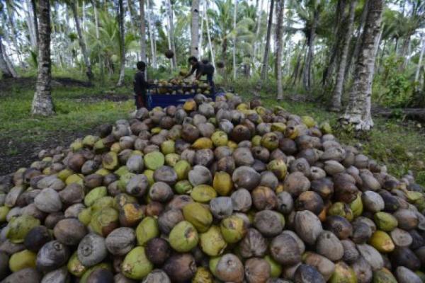 Potensi dan peluang ekspor kelapa dan olahannya di Gorontalo masih sangat besar
