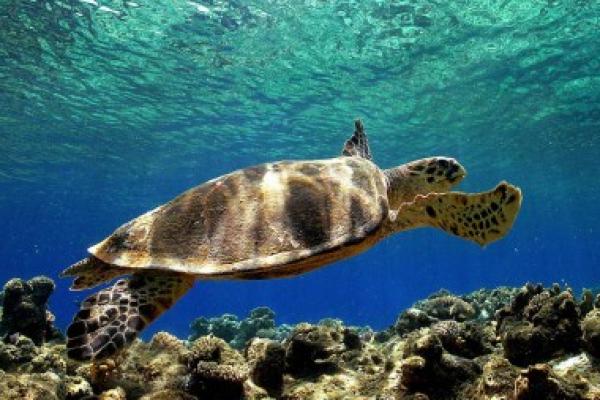 Para petugas Penjaga Pantai Amerika Serikat melaporkan penemuan seekor kura-kura laut raksasa yang telah terjerat dalam tali yang mengikat 26 balung kokain. 