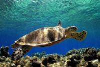 Kura-kura "Pengedar Narkoba" Ditangkap di Laut AS