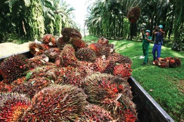  Indonesia merupakan salah satu produsen kelapa sawit dan eksportir terbesar di dunia. 