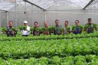 Menteri Amran Awali  2019 dengan Ekspor Sayuran