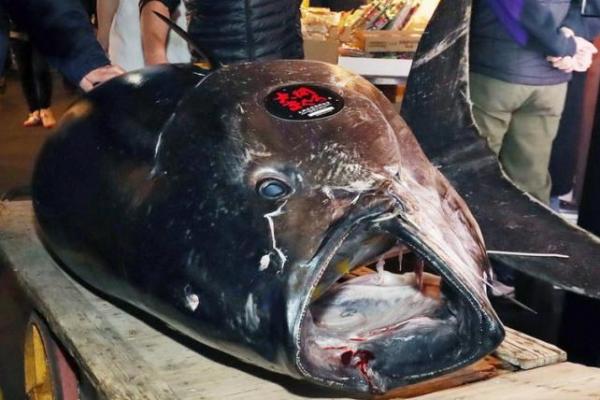Seekor tuna sirip biru seberat 278 kilogram (610 pon) terjual dengan rekor 333,6 juta yen ($ 3,1 juta) atau sekitar Rp45,1 miliar dalam lelang pertama pasar Toyosu baru Jepang.