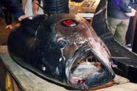 Ikan Tuna Raksasa Dijual Rp45 Miliar di Jepang