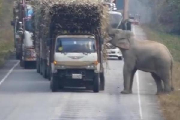 Seekor gajah liar di Thailand tertangkap kamera menghalangi lalu lintas di jalan melalui area hutan dan mencuri hasil panen dari truk yang lewat.