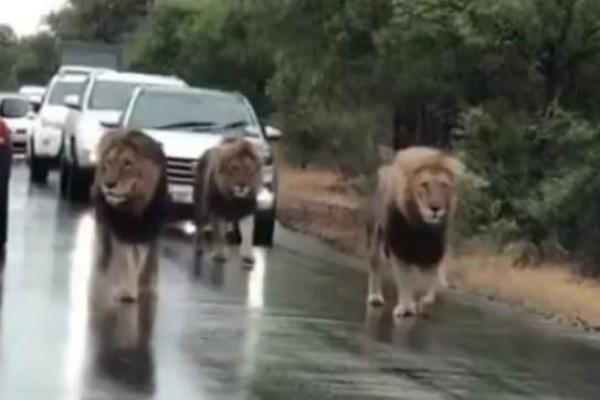 eorang pengemudi yang terkejut di Afrika Selatan merekam singa yang sedang berkeliaran di jalan dan menghalangi lalu lintas, serta membuat para pengguna jalan ketakutan.