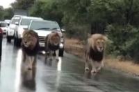 Segerombol Singa Ganggu Pengguna Jalan di Afrika Selatan