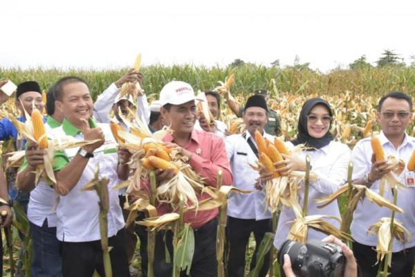 Menteri Pertanian, Andi Amran Sulaiman panen jagung seluar 600 hektare di Desa Randumerak, Kecematan Paiton, Kabupaten Probolinggo, Jawa Timur,.