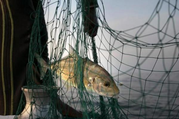Survei Penilaian Sumberdaya Perikanan, sebuah studi luas oleh Badan Lingkungan Hidup - Abu Dhabi (EAD), mengungkapkan bahwa lebih dari 85 persen populasi sheri (ikan kelinci) dan hammour (kerapu) telah musnah.