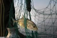KKP: Ikan Makan Korban Tsunami Kabar Hoaks