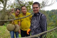 Durian Lokal Makin Pede Bersaing di Pasar Internasional